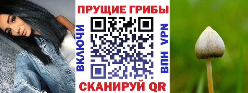 где продают   Алексин  Псилоцибиновые грибы прущие грибы 